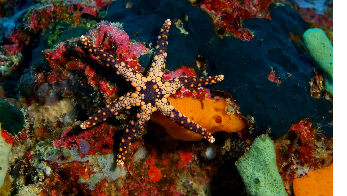 La naturaleza sigue revelando nuevas especies. Foto:Especial La naturaleza sigue revelando nuevas especies. Foto:Especial