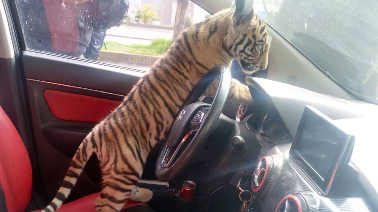 El tigre de bengala fue trasladado a un zoológico en Edomex