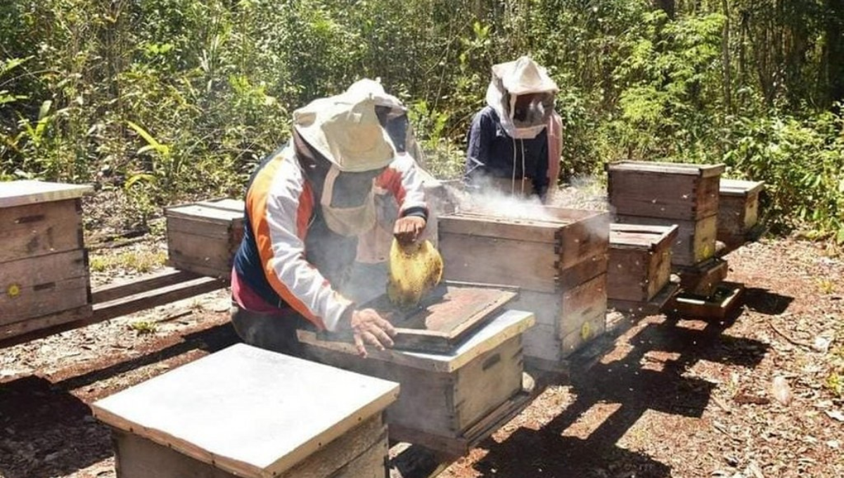 La escasa producción, el bajo precio de la miel han generado desánimo en los apicultores La escasa producción, el bajo precio de la miel han generado desánimo en los apicultores