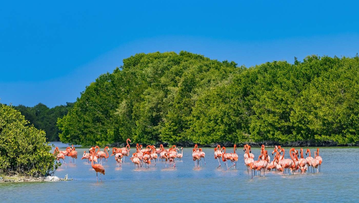 Esta es la playa más hermosa de Yucatán según los viajeros de Tripadvisor