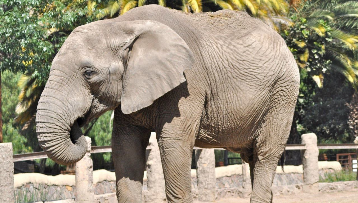 El elefante llegó a León desde Florida El elefante llegó a León desde Florida