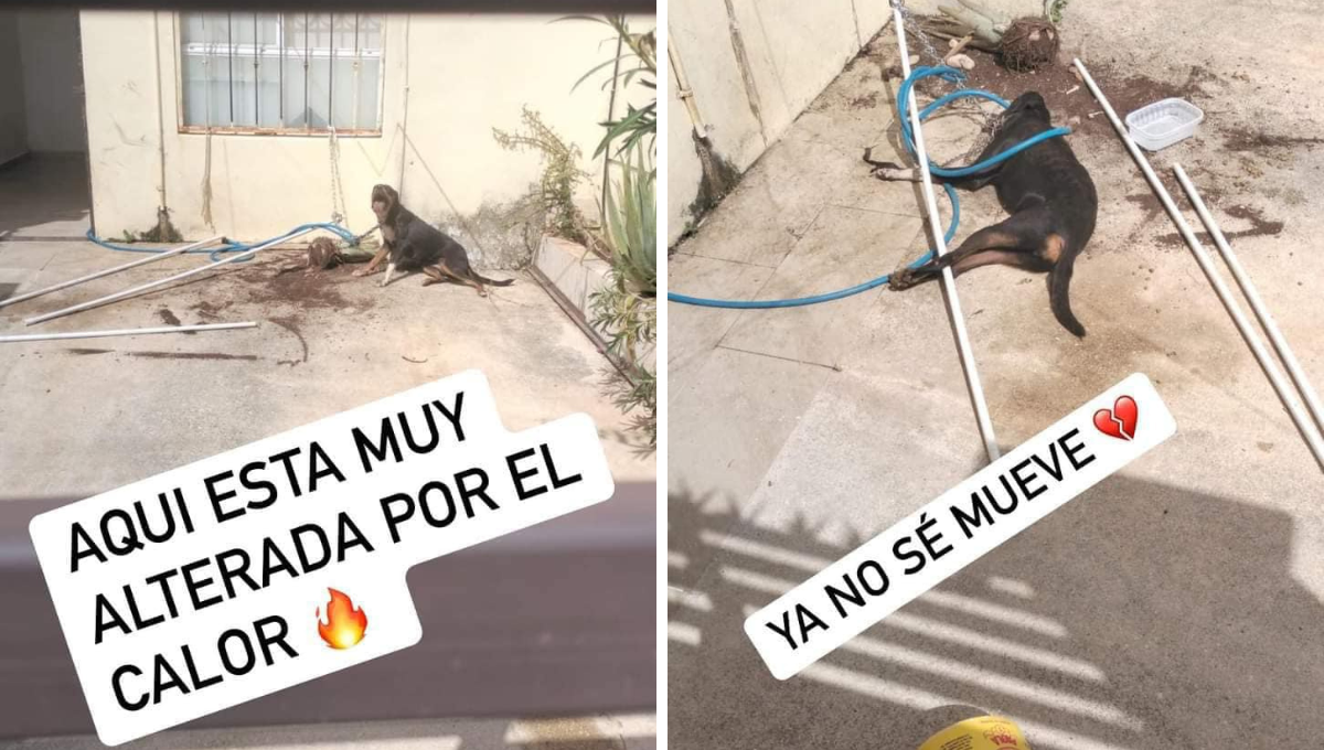 Muere perrita por golpe de calor en la Región 249 en Cancún