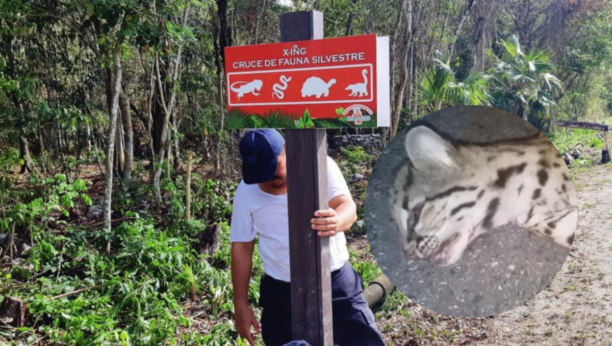 El felino tendría entre uno y dos años de edad al morir