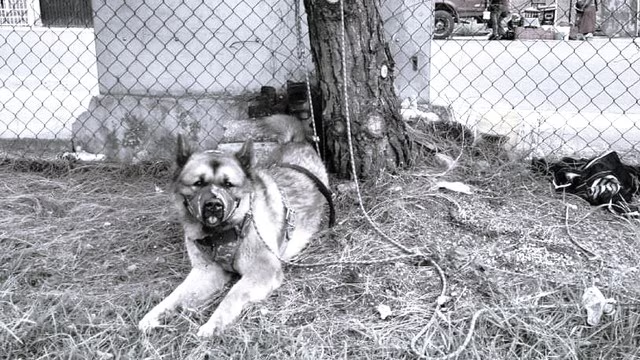 Kuko fue amarrado y murió a consecuencia de una brutal golpiza que le dieron Kuko fue amarrado y murió a consecuencia de una brutal golpiza que le dieron