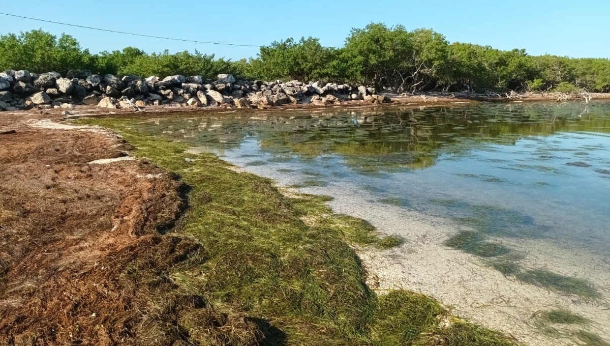 El sargazo traído por las lluvias ha dificultado el acceso en algunas zonas