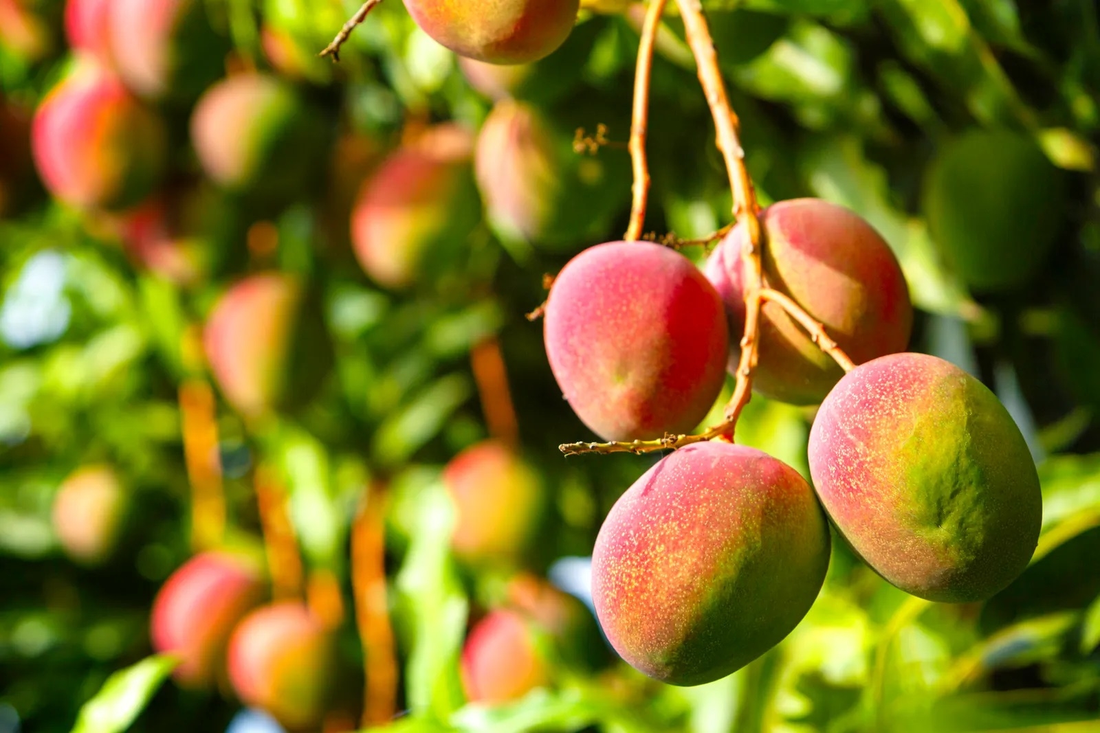 El mango en la Península de Yucatán es el más consumido El mango en la Península de Yucatán es el más consumido