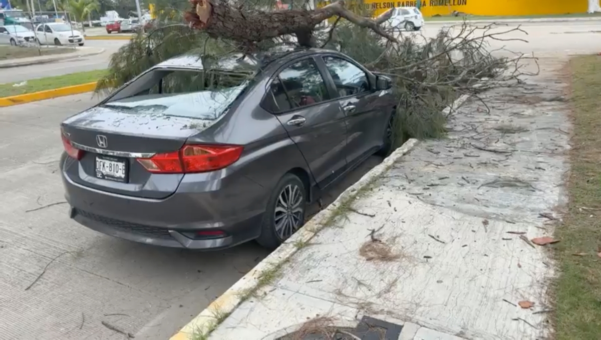 Las ramas del pino ya no soportaban el peso y cayeron