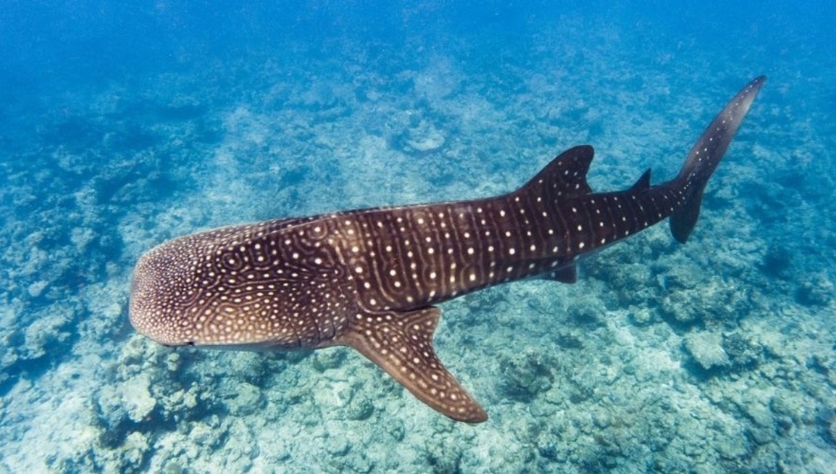 Los Tiburones Ballena pueden llegar a vivir hasta 150 años Los Tiburones Ballena pueden llegar a vivir hasta 150 años