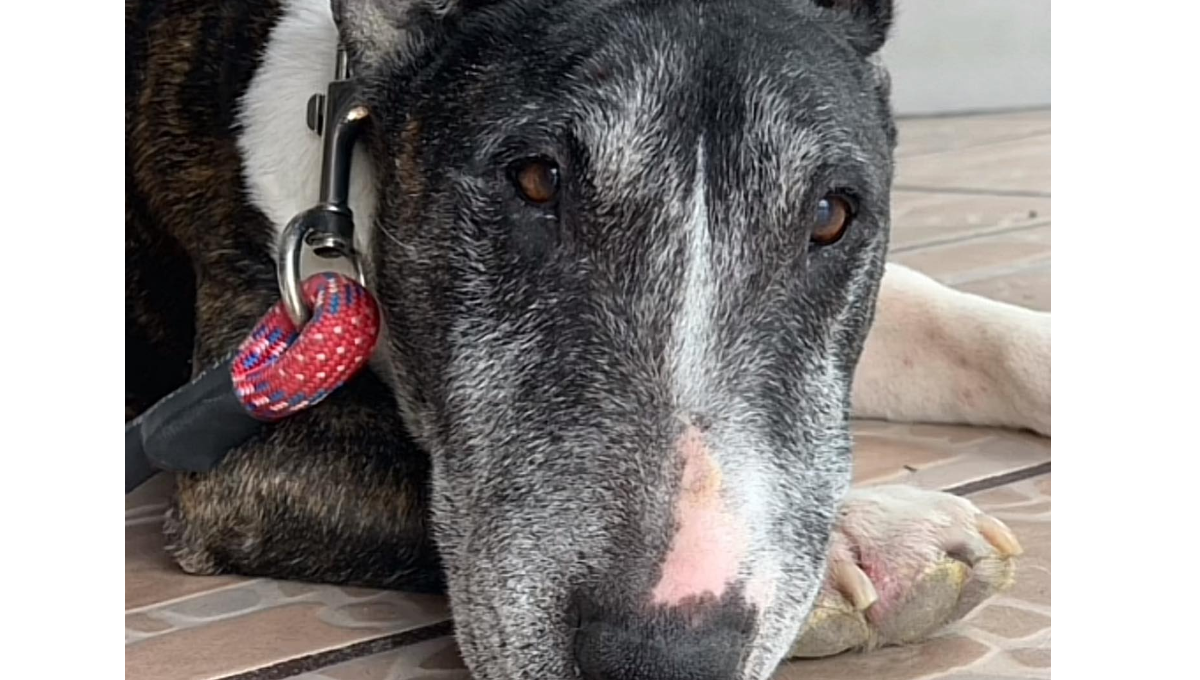 Tai fue sacrificado en una veterinaria de San Luis Potosí Tai fue sacrificado en una veterinaria de San Luis Potosí