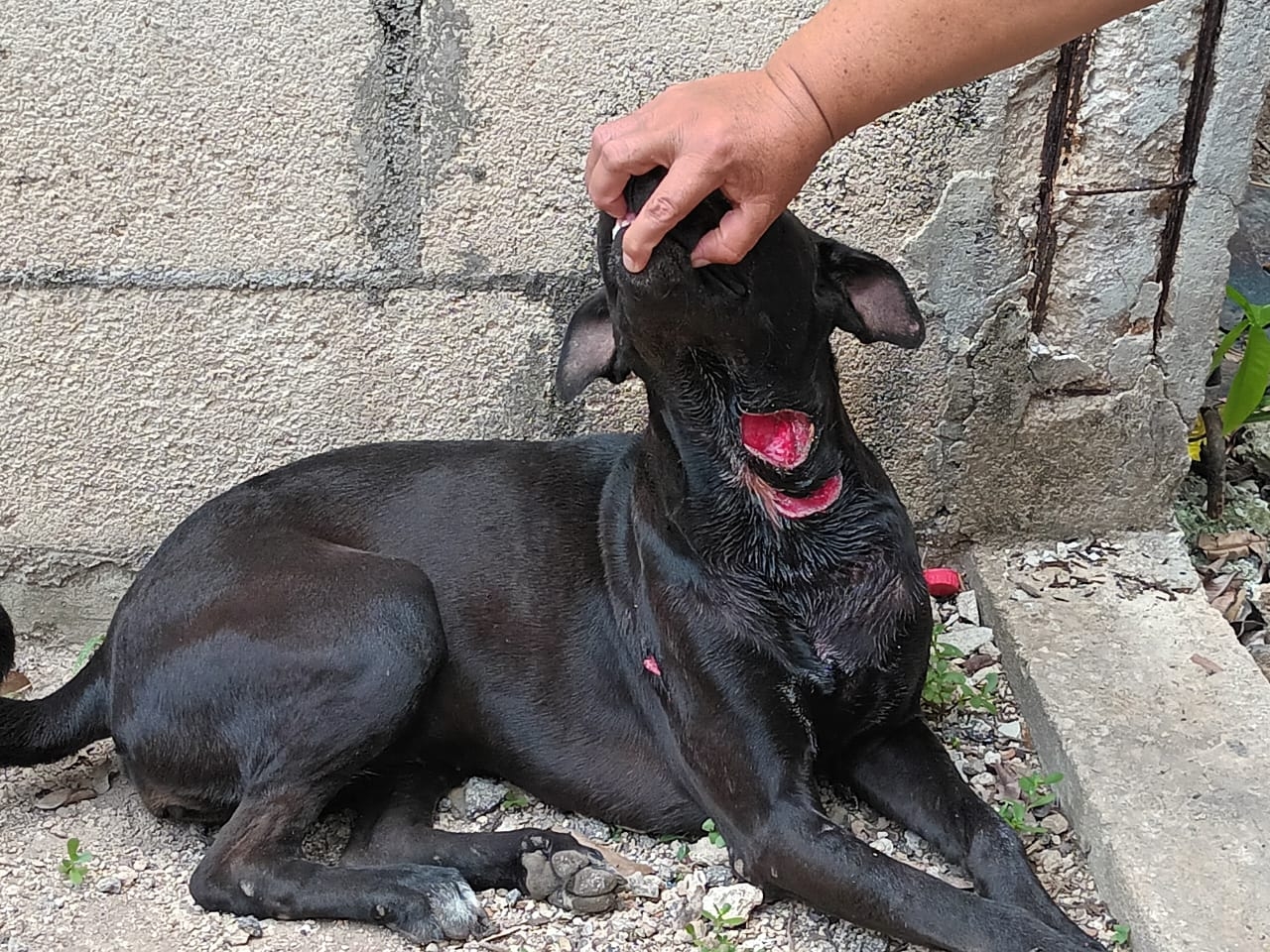 La dueña de la perrita ya interpuso una denuncia para investigar el caso