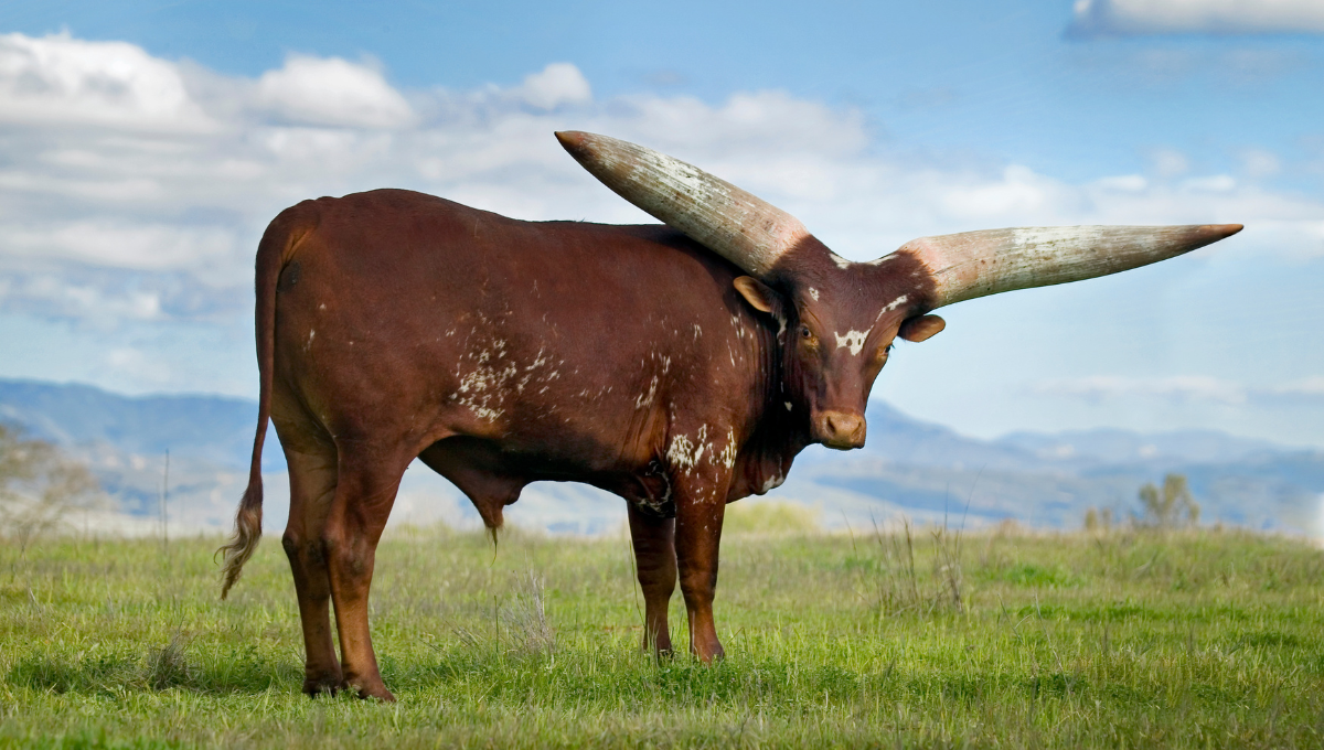 Un animal de más de 500 kg era llevado por carretera. Foto :Especial