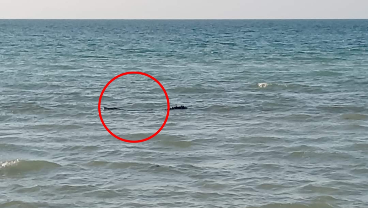 Captan a un enorme cocodrilo de paseo en la costa de Las Coloradas