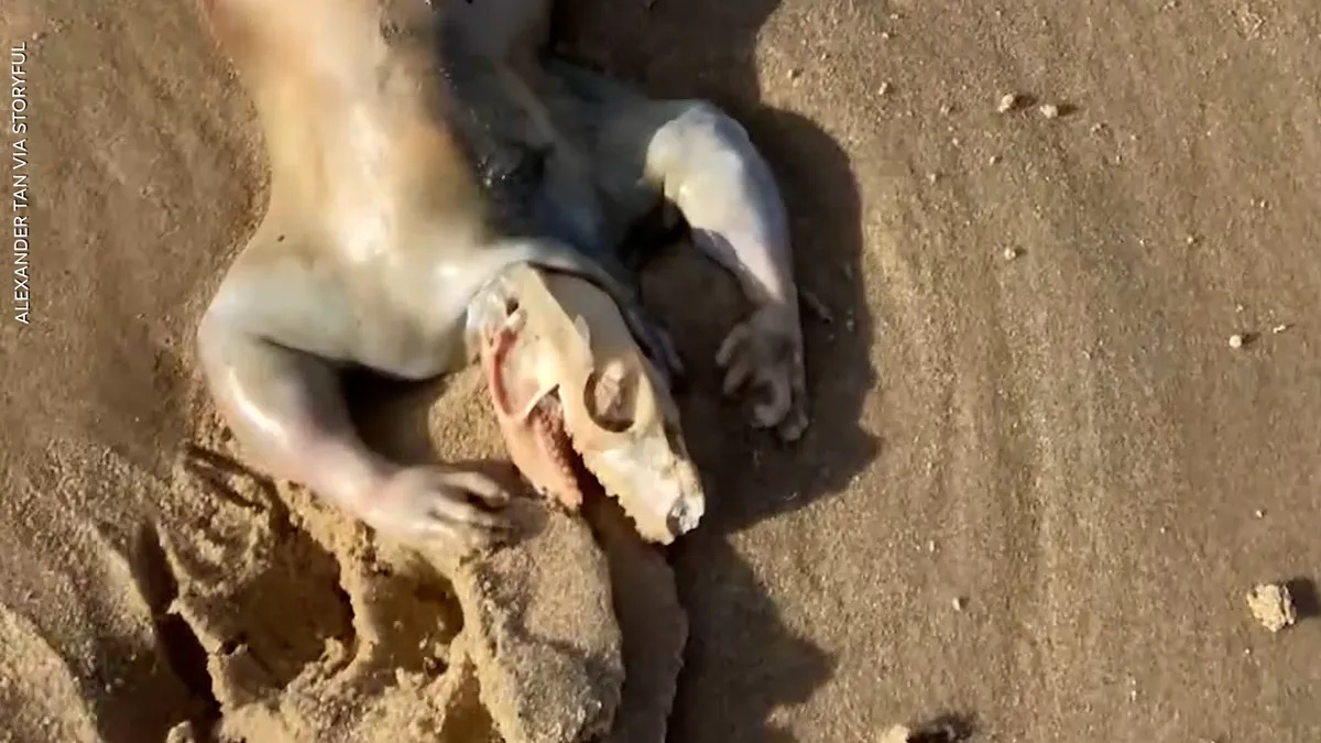 Encuentran criatura alienígena en Australia