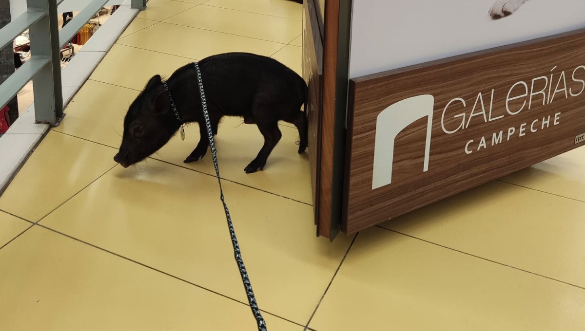 El cerdito es de la especie minipig