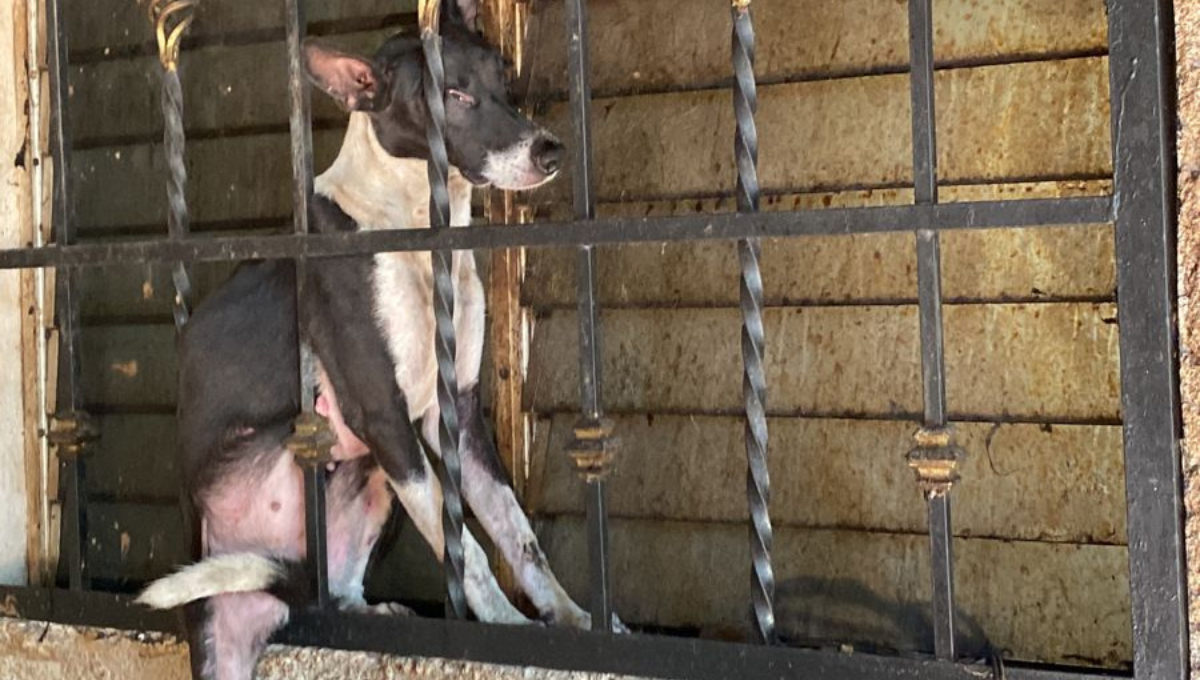 El propietario del perrito pidió ayuda al número de emergencias 911 El propietario del perrito pidió ayuda al número de emergencias 911