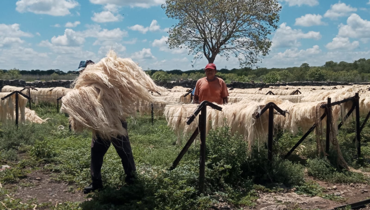 Los henequeneros tienen toneladas de fibra resguardada en bodegas Los henequeneros tienen toneladas de fibra resguardada en bodegas