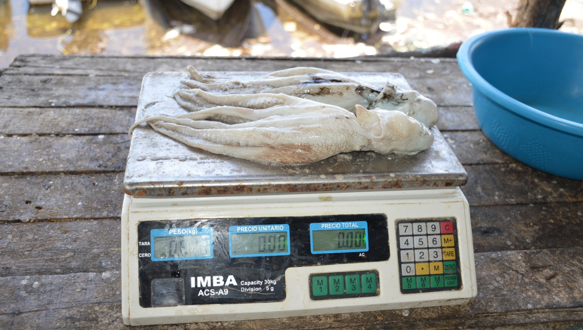 En el muelle de Isla Arena es el primer lugar de captura de pulpo