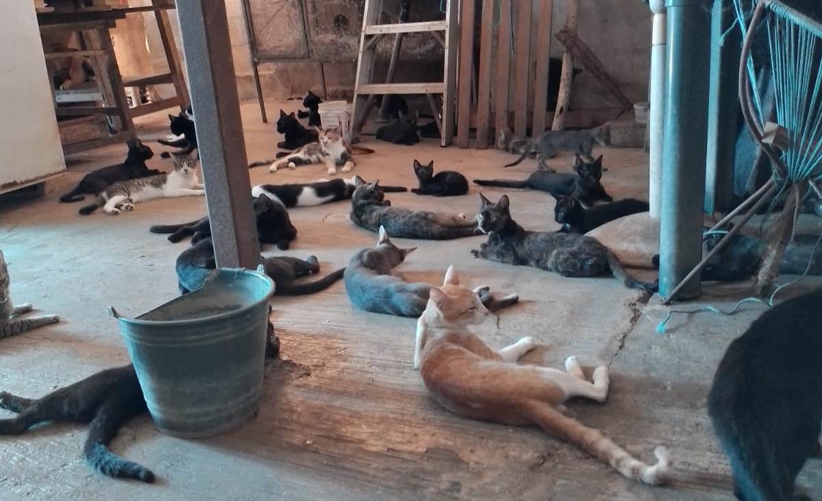 La especialista comentó que la sobrepoblación felina se ha vuelto un grave problema para la salud en Yucatán