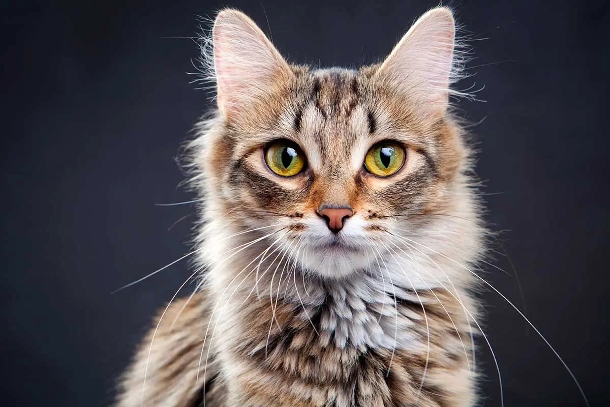 El 8 de agosto se celebra el Día Internacional del Gato