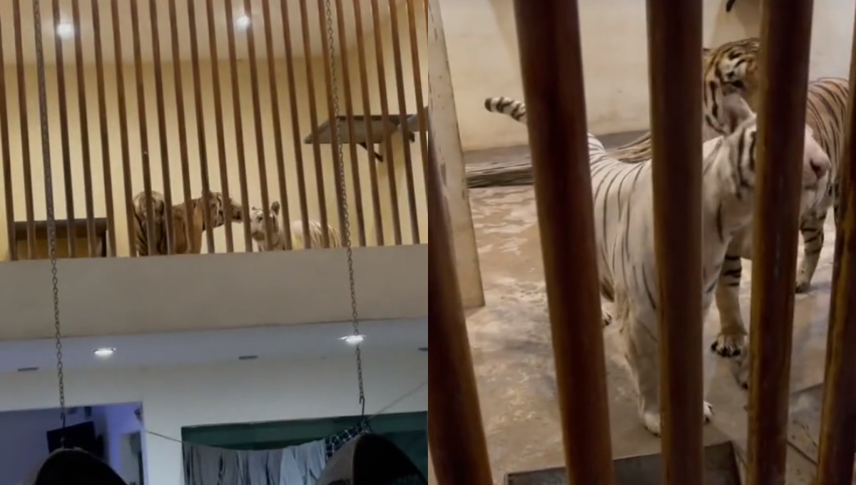 El presunto hijo de 'El Mayo' Zambada compartió a sus tigres y un jaguaren su casa
