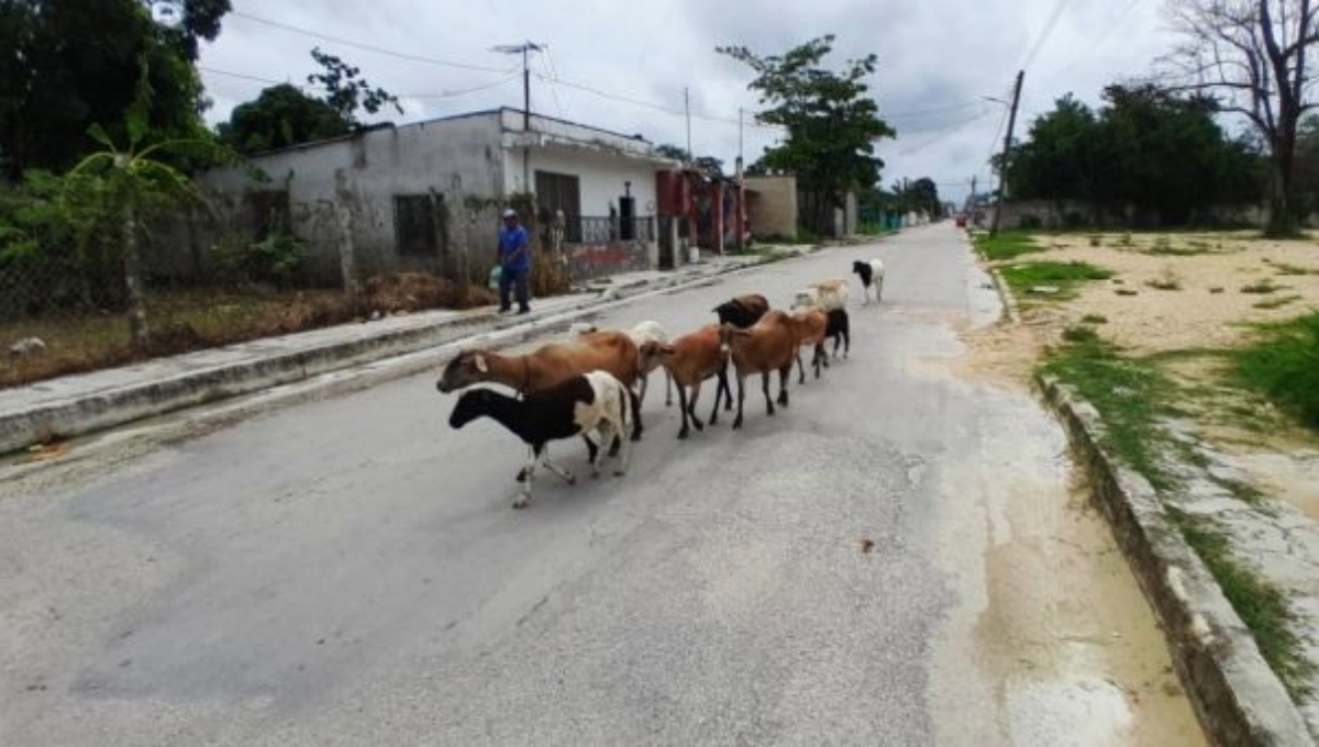 Los animales en las calles obstruyen el tráfico, ya que los automovilistas se detienen para no arrollarlos Los animales en las calles obstruyen el tráfico, ya que los automovilistas se detienen para no arrollarlos