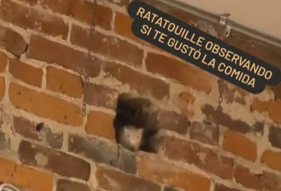 ¿Eres tú chefcito? Captan a Remy, de Ratatouille, en un restaurante