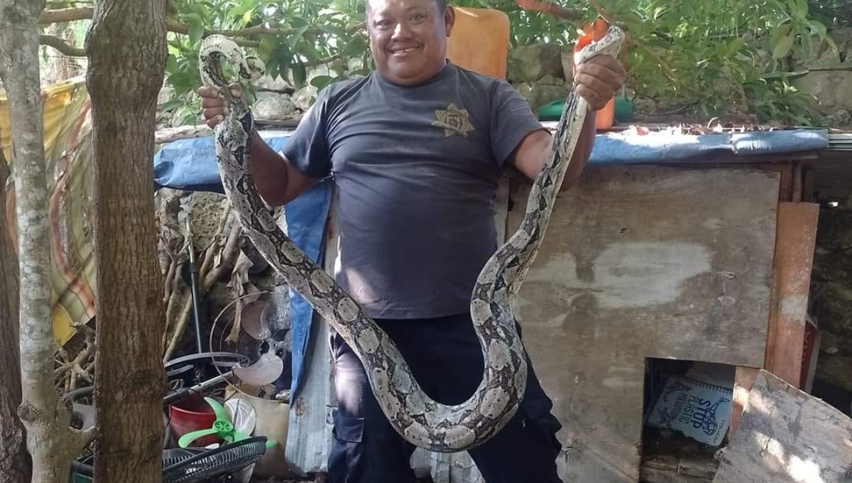 La boa se encontraba en el interior de un gallinero
