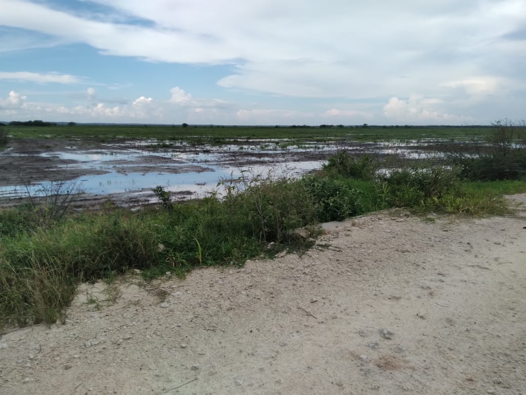 Las inundaciones afectarían a los sembradíos de arroz Las inundaciones afectarían a los sembradíos de arroz