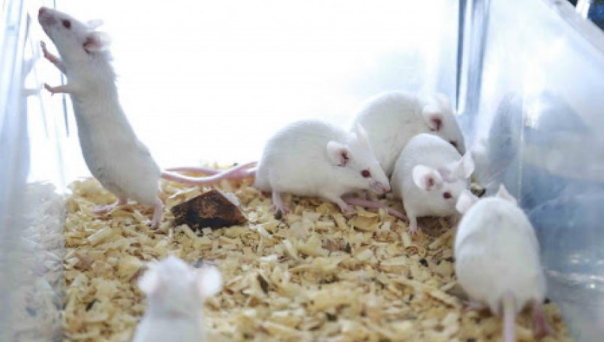 Los animales fueron liberados de manera irresponsable Los animales fueron liberados de manera irresponsable