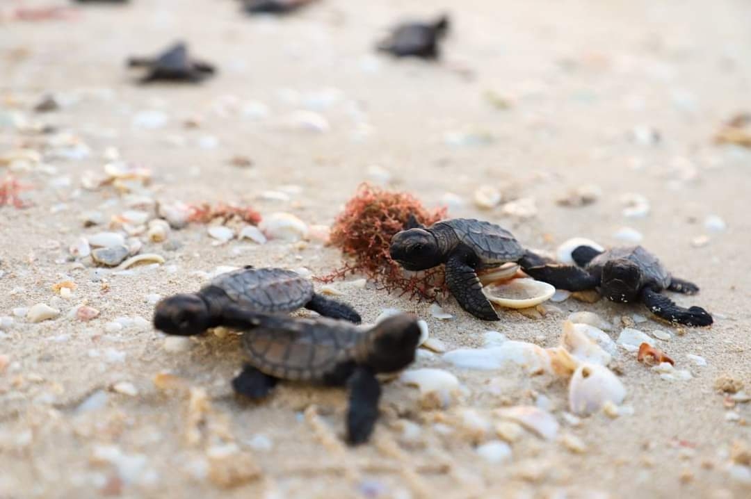 En Progreso, extienden la vigilancia de tortugas por la temporada de anidación en Yucatán
