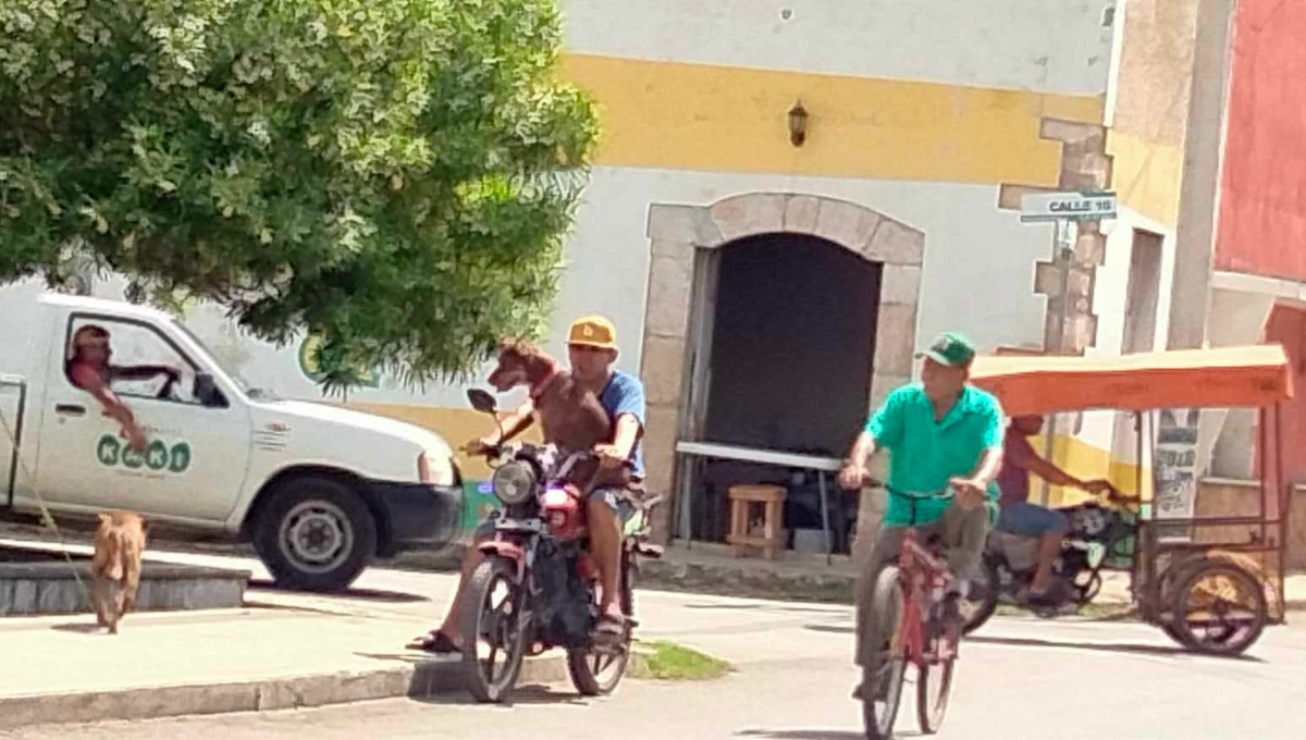 Habitantes señalan que los motociclistas ponen en riesgo la seguridad de sus mascotas