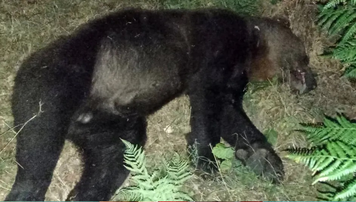 La osa fue atropellada por un auto con pasajeros. Foto: Especial La osa fue atropellada por un auto con pasajeros. Foto: Especial