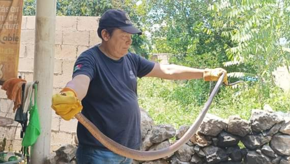 Tekax: Hallan una serpiente Ekuneil, la segunda más grande de la Península, en el desagüe de una casa