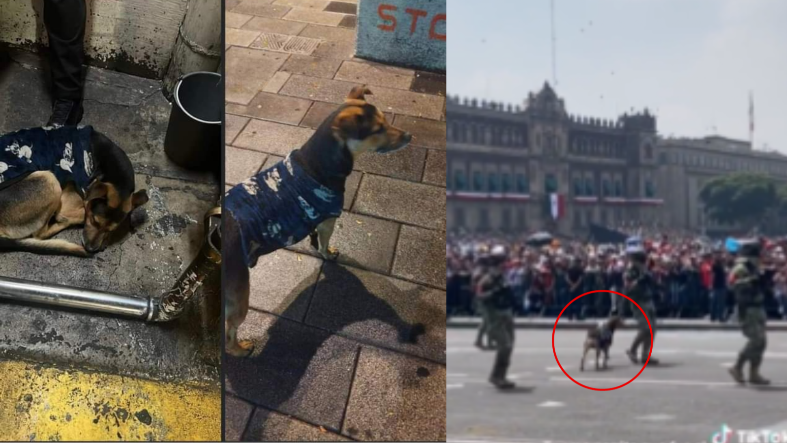 'Cadete' es rescatado tras robarse la atención en el Desfile Militar en la CDMX