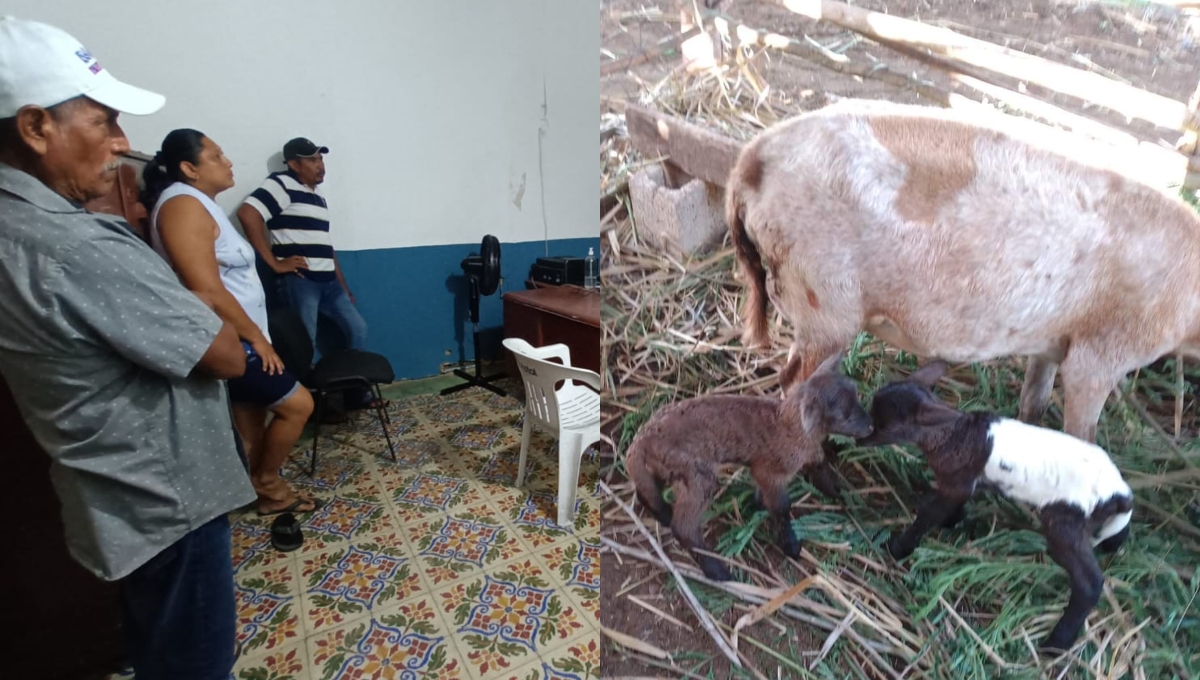 Pobladores desconocen el paradero de sus carneros que han criado y adquirido para obtener ingresos Pobladores desconocen el paradero de sus carneros que han criado y adquirido para obtener ingresos