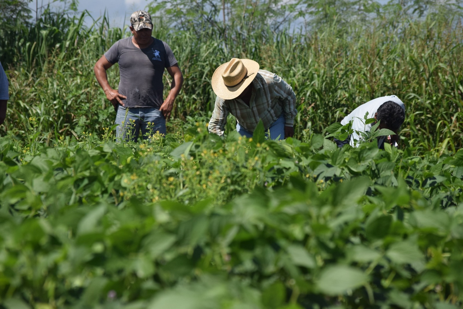Campesinos pidieron químicos con glisofato para atender las plagas en sus parcelas