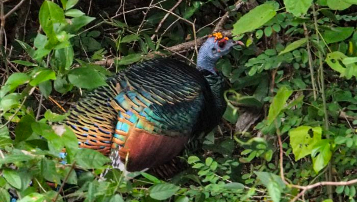 Estudio del Colpos en Hopelchén, Escárcega y Champotón, halla el herbicida en la fauna silvestre Estudio del Colpos en Hopelchén, Escárcega y Champotón, halla el herbicida en la fauna silvestre