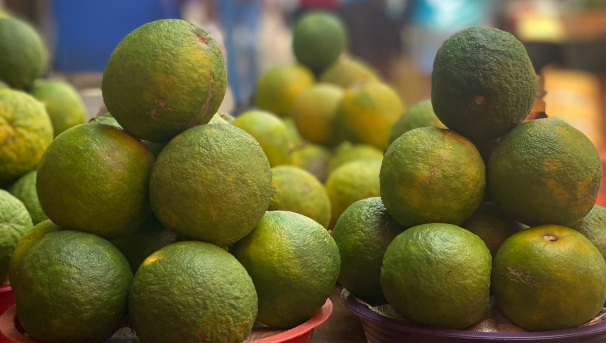 Árboles nativos de Yucatán son importantes para su conservación y comercialización Árboles nativos de Yucatán son importantes para su conservación y comercialización