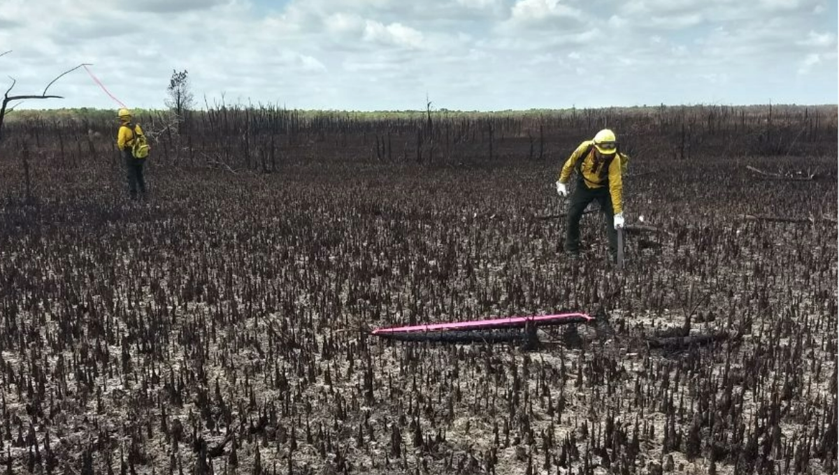 Hasta el momento, ninguna autoridad ha informado ni la causa del fuego ni el área de selva afectada Hasta el momento, ninguna autoridad ha informado ni la causa del fuego ni el área de selva afectada