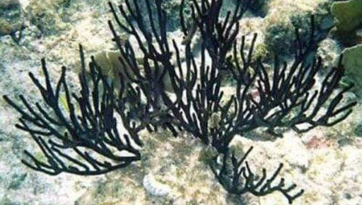 Cozumel es el único municipio del país que tiene permiso de extracción de este artículo con el que se elaboran artesanías. (