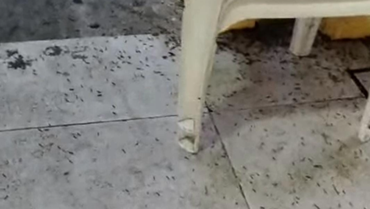 Los locatarios temen a que los visitantes no acudan al mercado municipal por las condiciones en que se encuentra