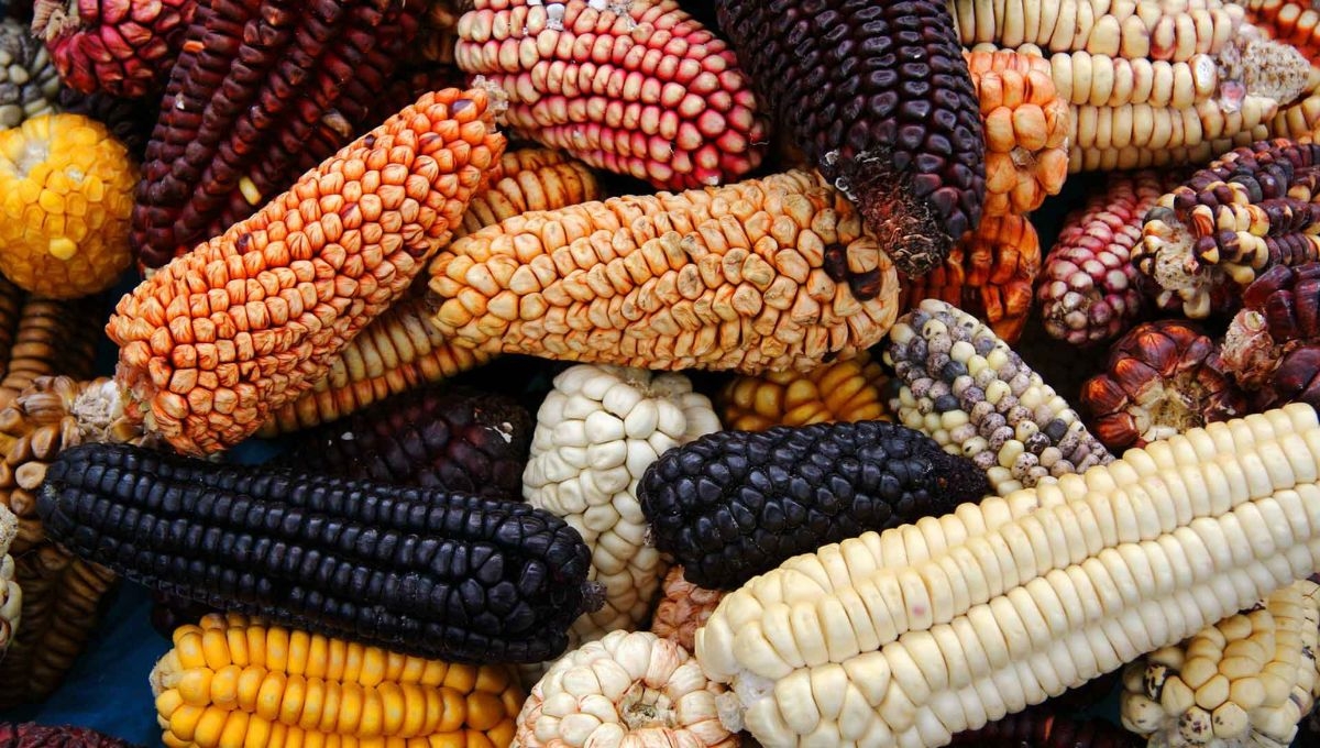 Día Nacional del Maíz, la planta que se domesticó en Mesoamérica