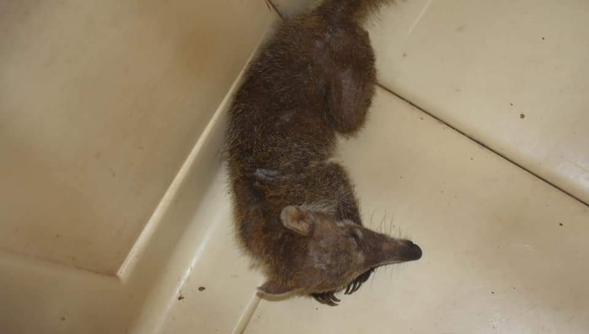 Atrapan un coatí en una congeladora del puerto de abrigo en Progreso