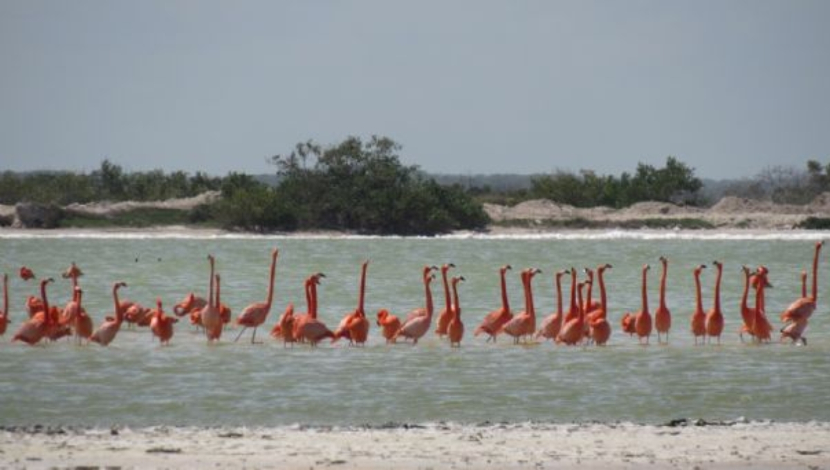 Población de flamencos en Yucatán incrementa un 12% en un año