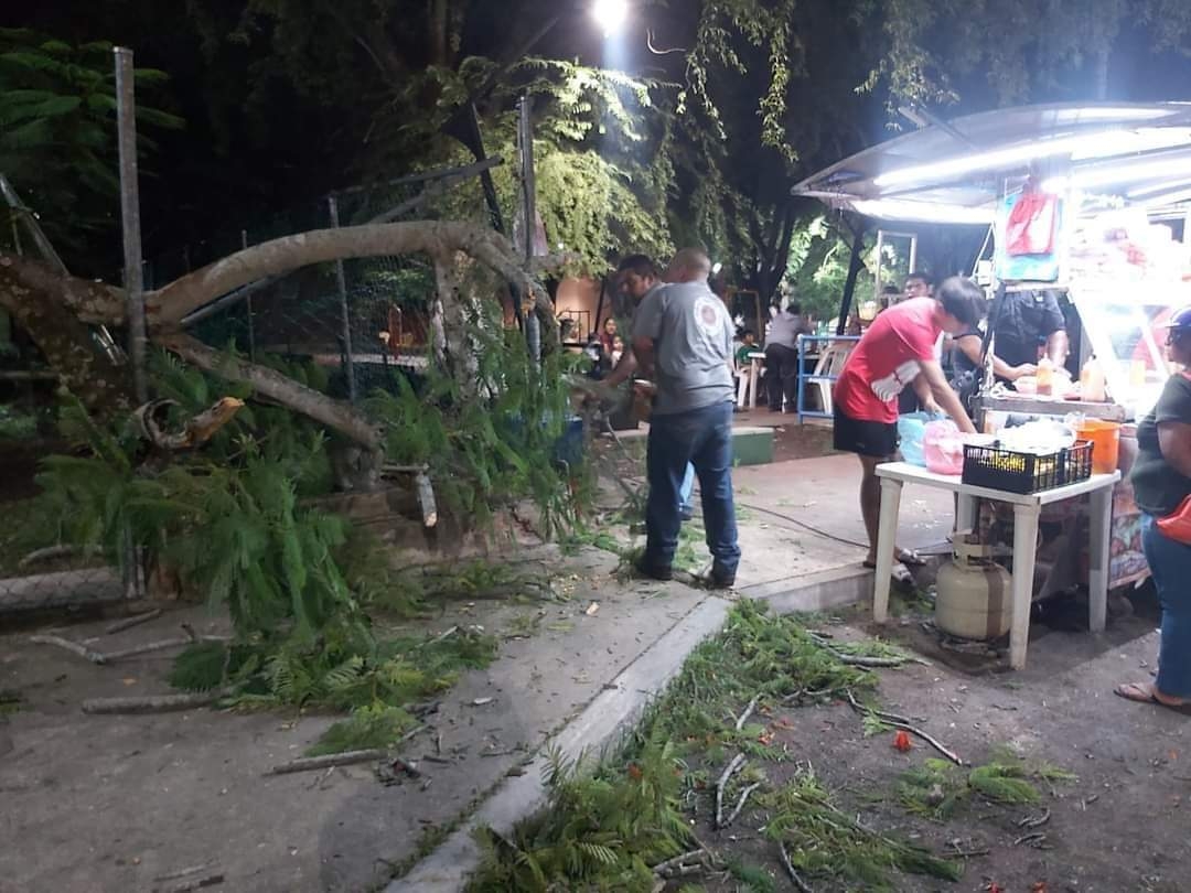 La caída de la rama del árbol tomó por sorpresa a los clientes La caída de la rama del árbol tomó por sorpresa a los clientes