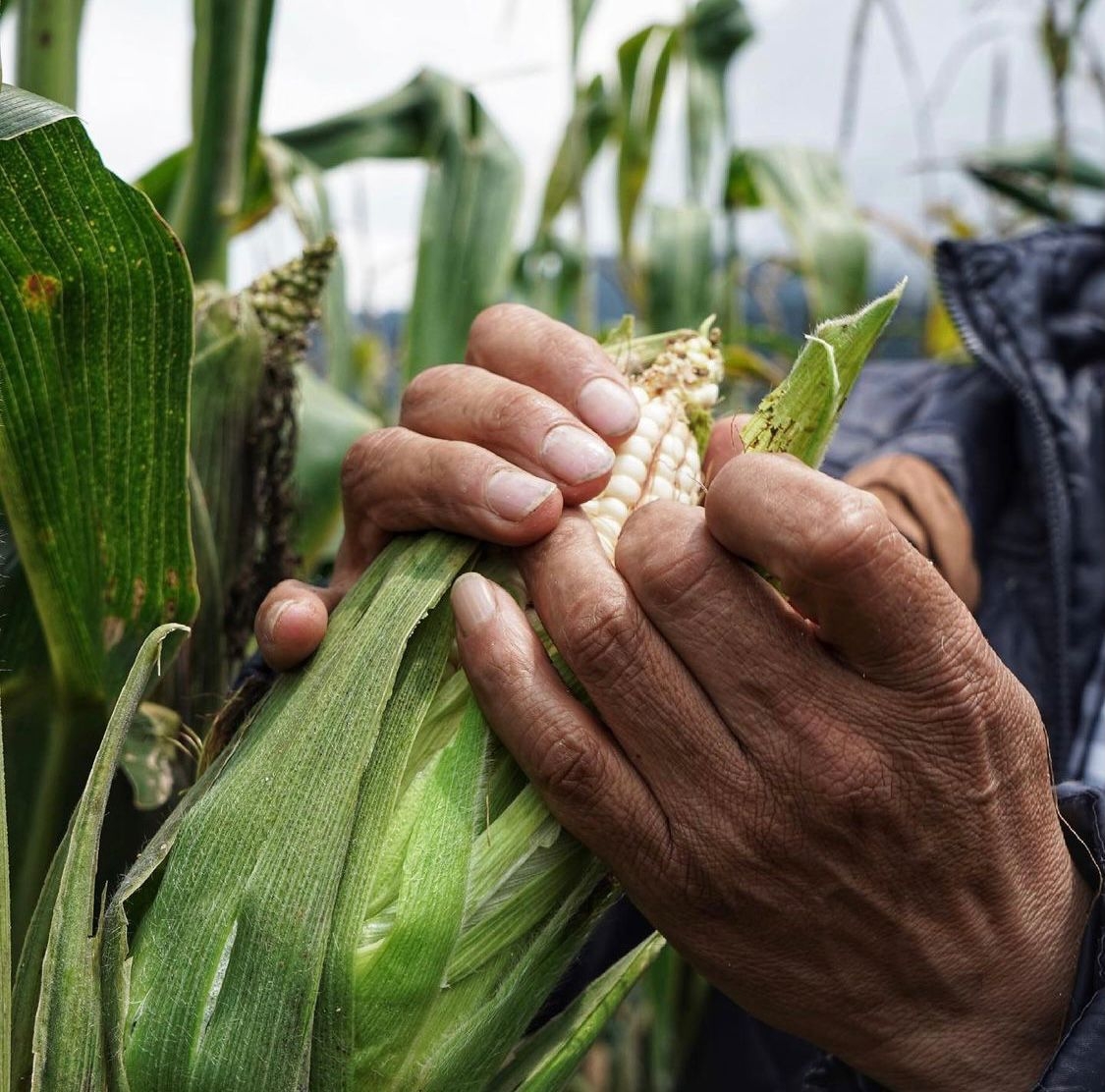 Se cumple el compromiso del Gobierno de México de comprar un millón de toneladas a pequeños
productores del estado