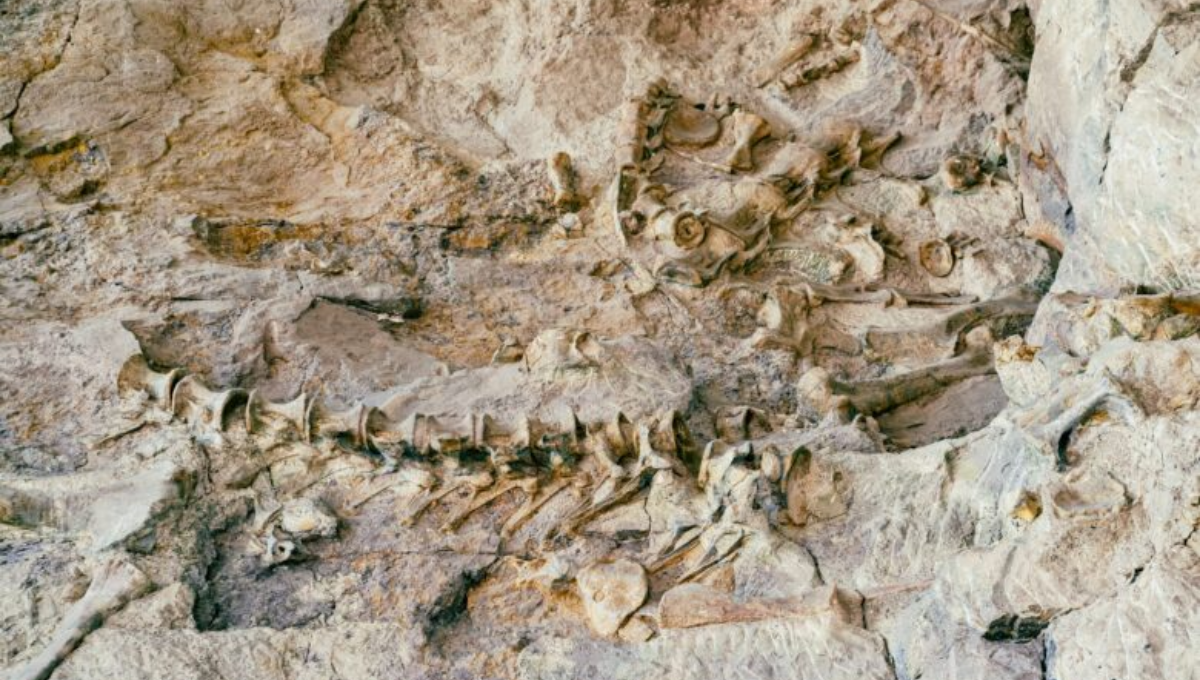 Los paleontólogos están sorprendidos por la conservación de los restos. Foto: Especial Los paleontólogos están sorprendidos por la conservación de los restos. Foto: Especial