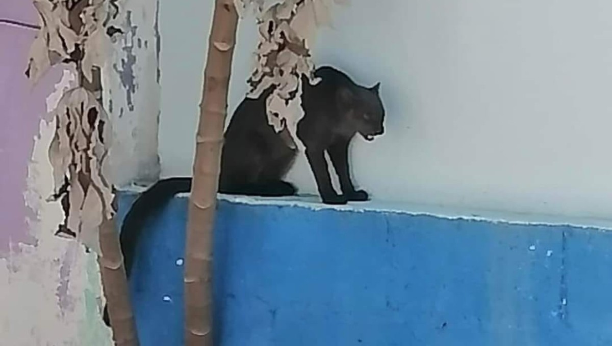 El jaguarundi fue atrapado, donde se espera que sea liberado en su hábitat natural