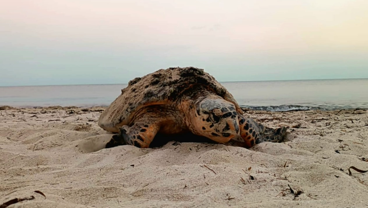 Se llamó a la población a no bajar la guardia en cuanto a la protección de estas especies