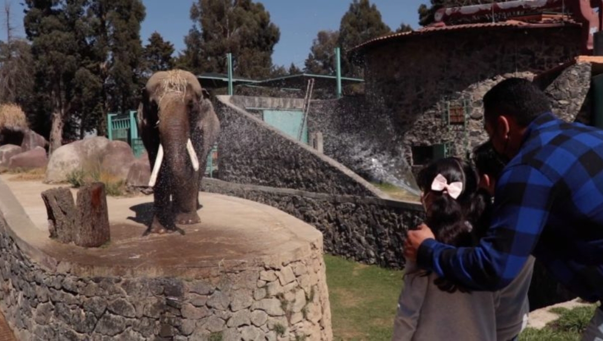 Ted llegó al zoológico de Zacango en 1980